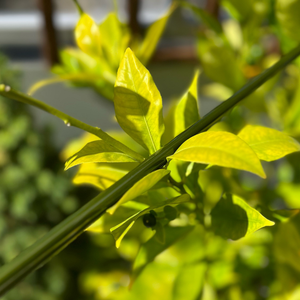 Hitokiri Baitcasting / Spinning BFS Blank 6,3 pieds 1-8 gr. 3 pièces