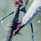 Fishpond - Nomad Hand NET Kescher - Salty Camo
